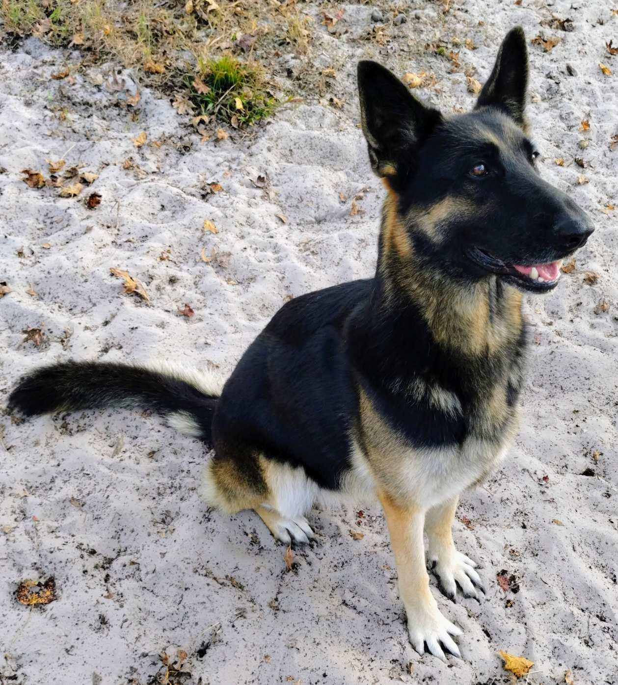Urgent foster needed for Rubi, Adoptable, Young Female German Shepherd Dog.
