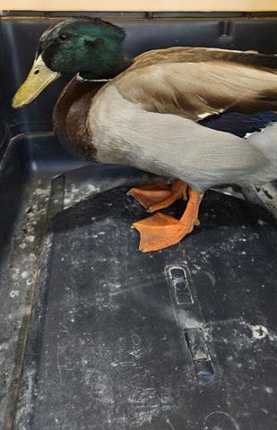 Enlarge DONALD, a Adoptable Duck in San Martin, CA image 1/1
