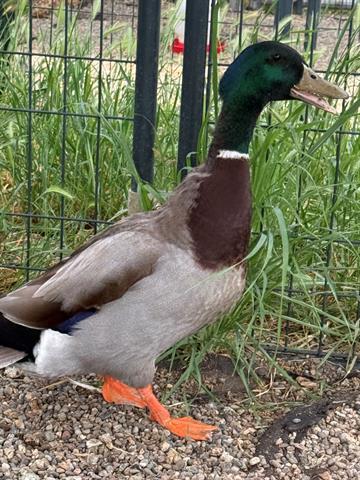 Enlarge DONALD, a Adoptable Duck in San Martin, CA image 1/1
