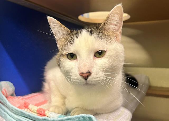 LUNA, Adoptable, Adult Female Domestic Short Hair.