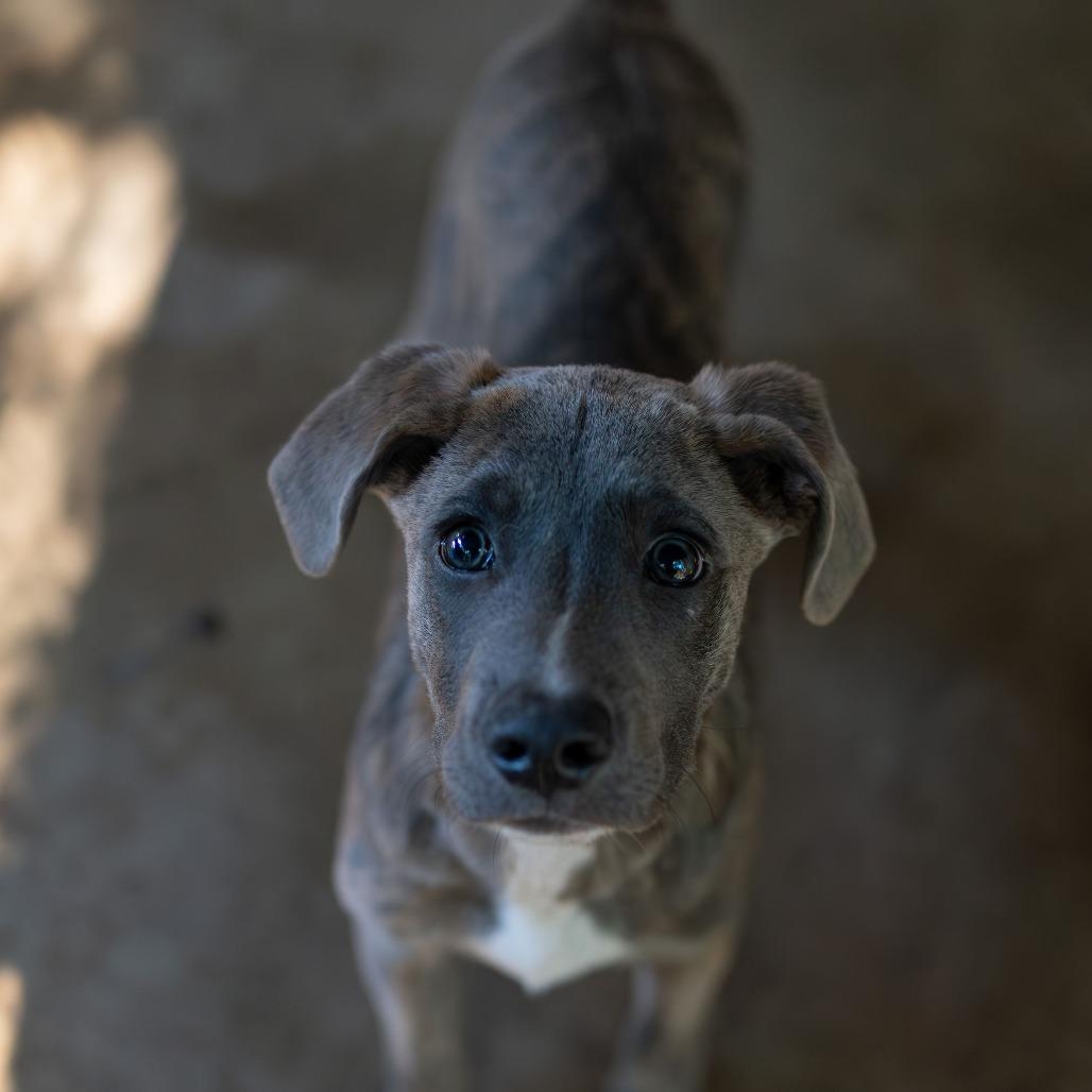 Enlarge Abe, a Adoptable American Bulldog in Enterprise, AL image 1/2