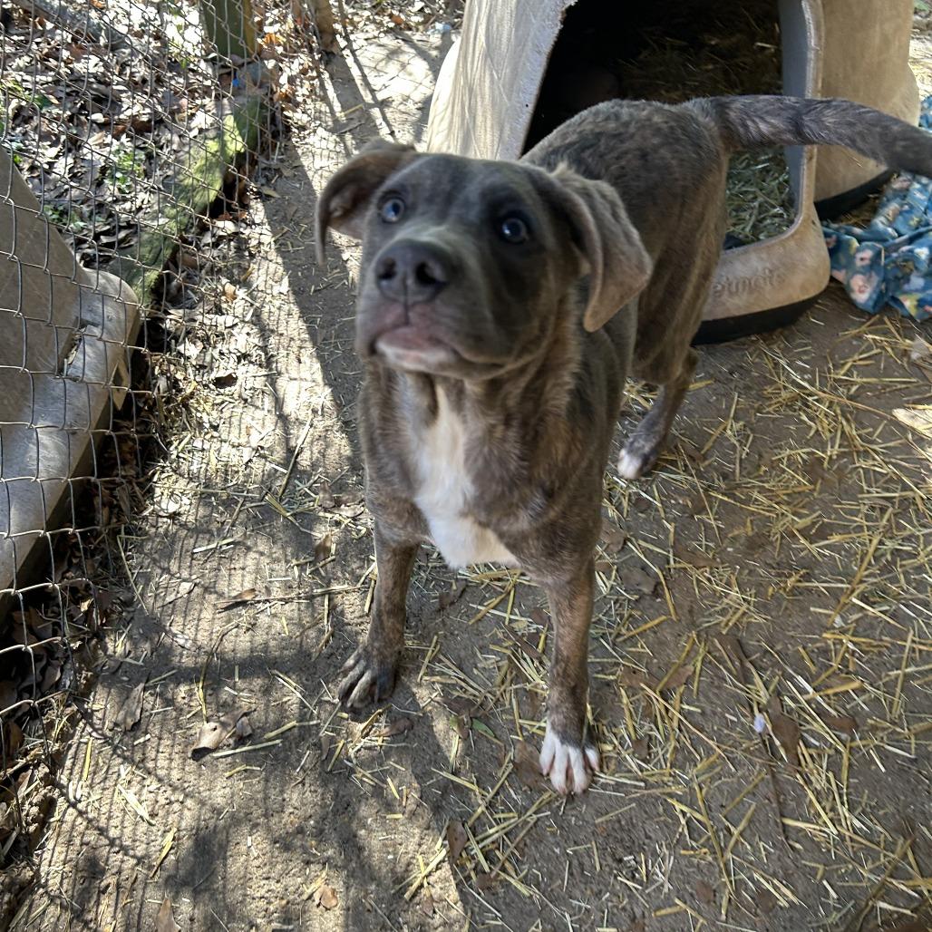 Enlarge Abe, a Adoptable American Bulldog in Enterprise, AL image 2/2