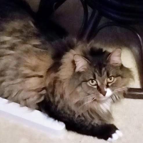 Chloe, Adoptable, Senior Female Domestic Long Hair.