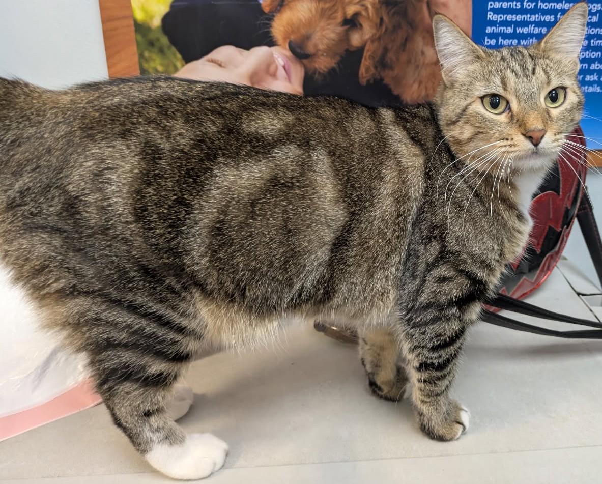 Hashbrowns, an adoptable Tabby in Las Vegas, NV, 89101 | Photo Image 2