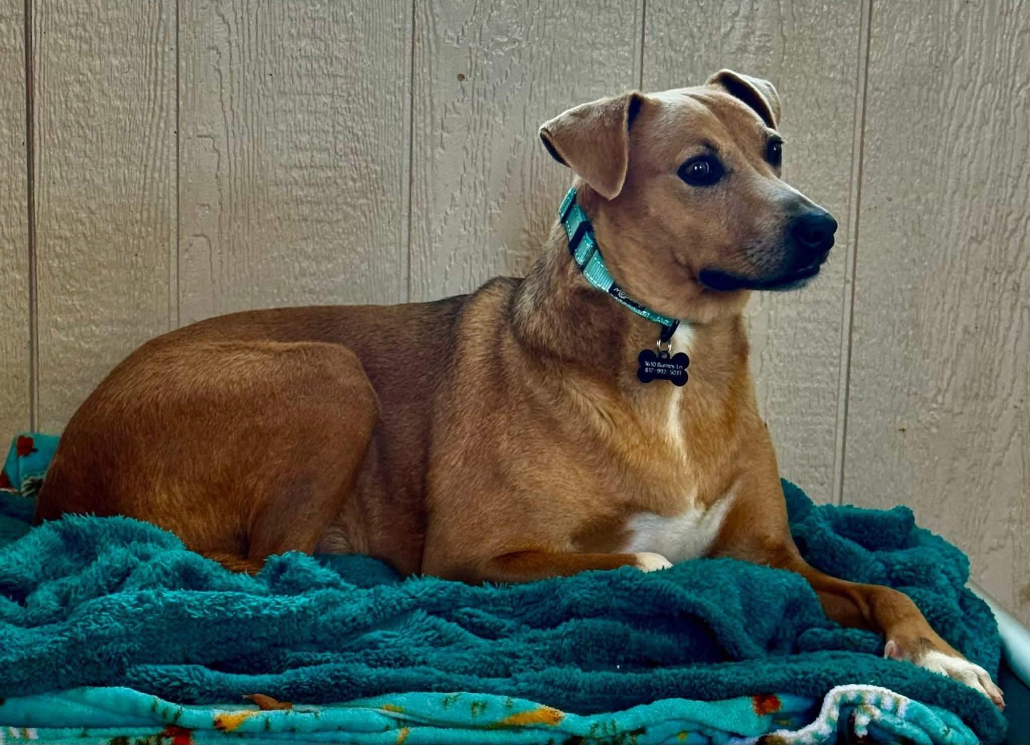 Enlarge Sadie, a ADOPTABLE mixed breed in Keller, TX image 1/6