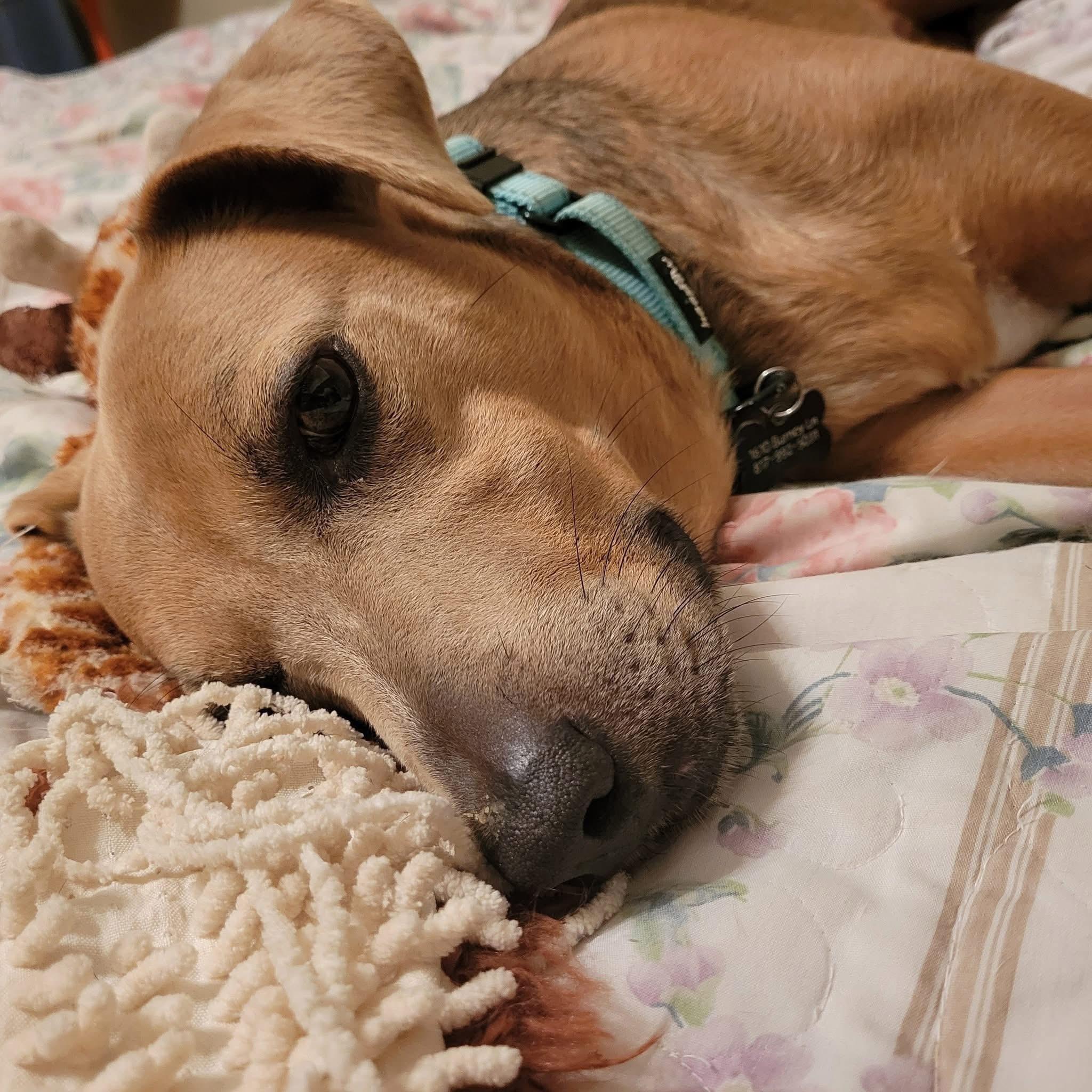 Enlarge Sadie, a ADOPTABLE mixed breed in Keller, TX image 3/6