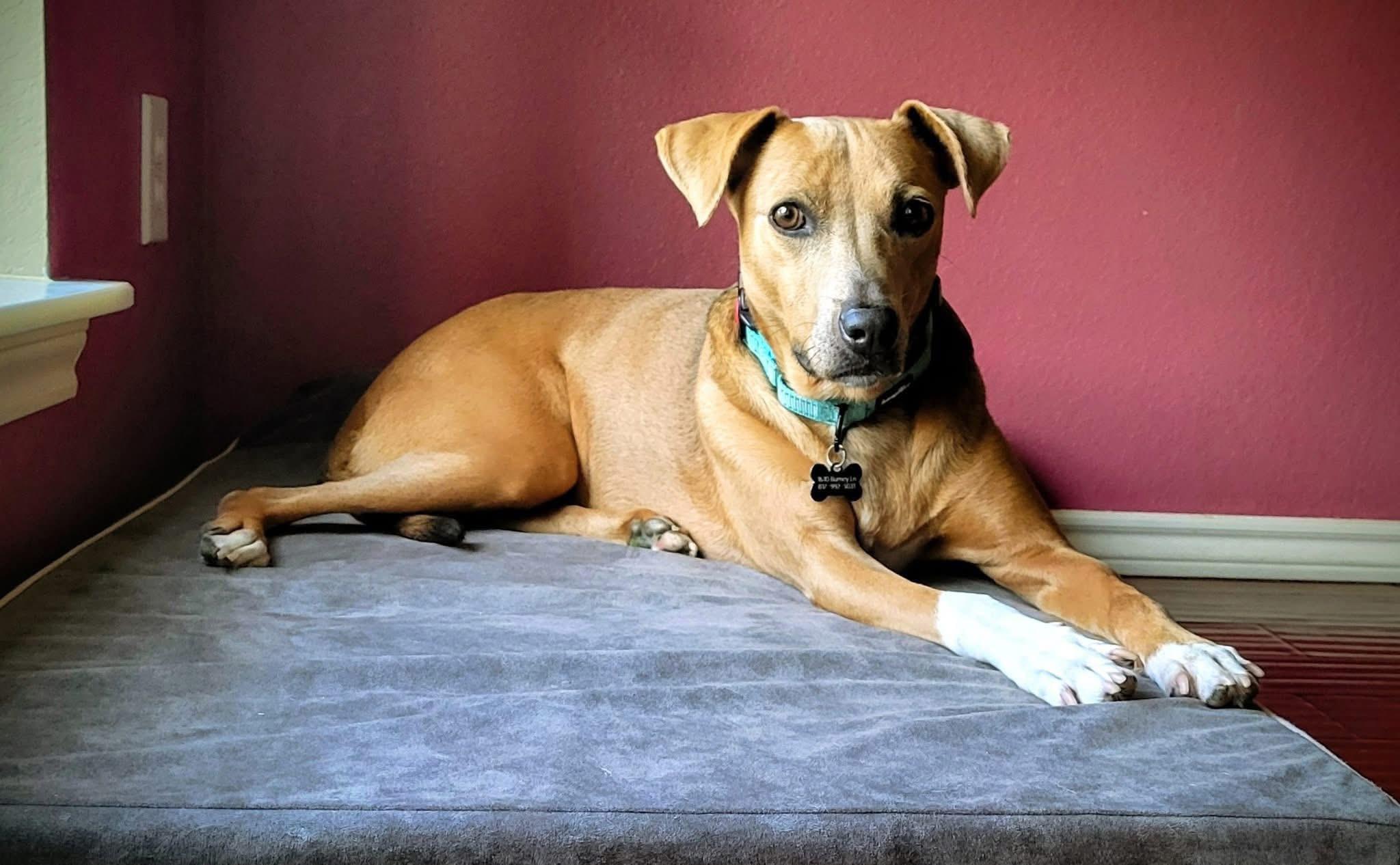 Enlarge Sadie, a ADOPTABLE mixed breed in Keller, TX image 4/6