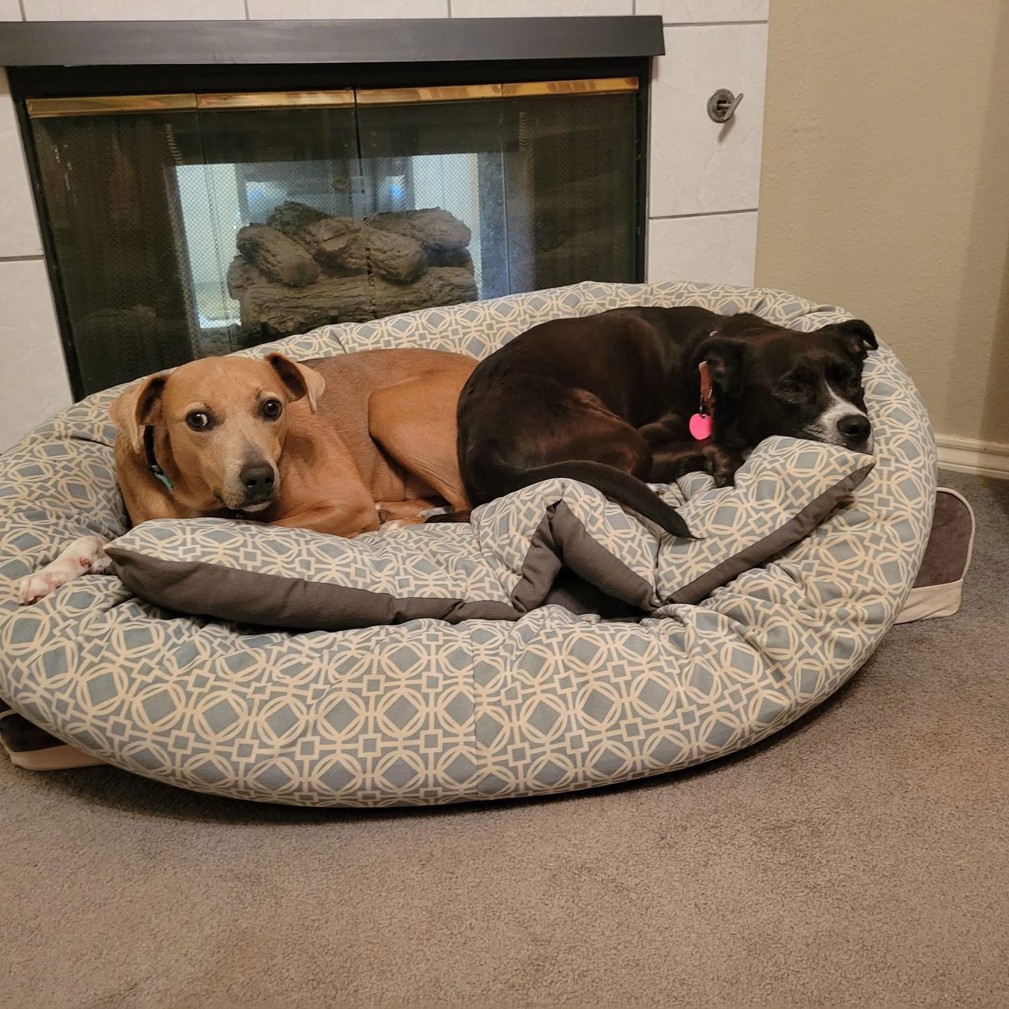 Enlarge Sadie, a ADOPTABLE mixed breed in Keller, TX image 6/6