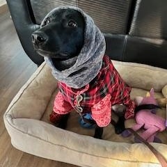 Leia, an adopted Labrador Retriever in Indianapolis, IN image 3/6