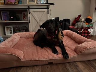 Leia, an adopted Labrador Retriever in Indianapolis, IN image 2/6