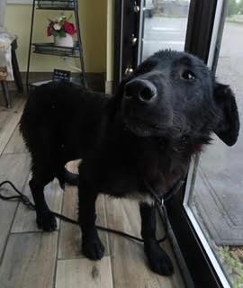 Leia, adopted, Young Female Labrador Retriever.