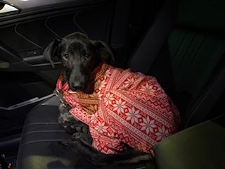 Leia, an adopted Labrador Retriever in Indianapolis, IN image 5/6