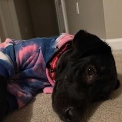 Leia, an adopted Labrador Retriever in Indianapolis, IN image 6/6