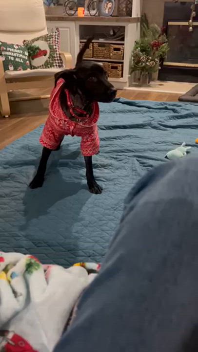 Enlarge Leia, an adopted Labrador Retriever in Indianapolis, IN video 4/6