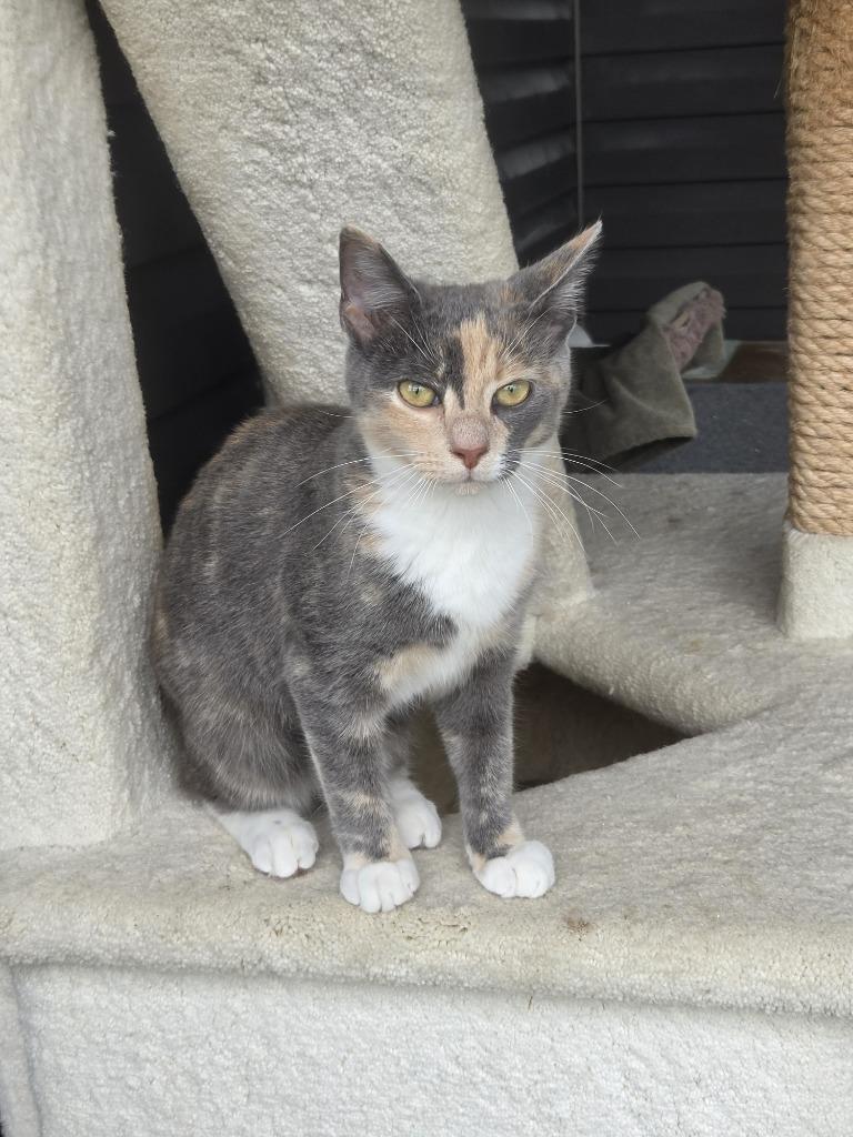 Enlarge Lyra26, a Adoptable mixed breed in Youngsville, NC image 1/4