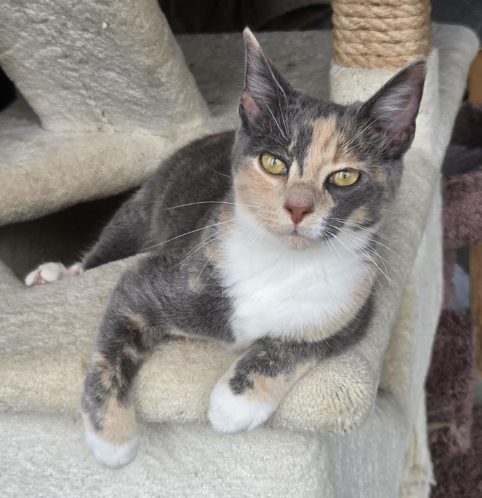 Enlarge Lyra26, a Adoptable mixed breed in Youngsville, NC image 3/4