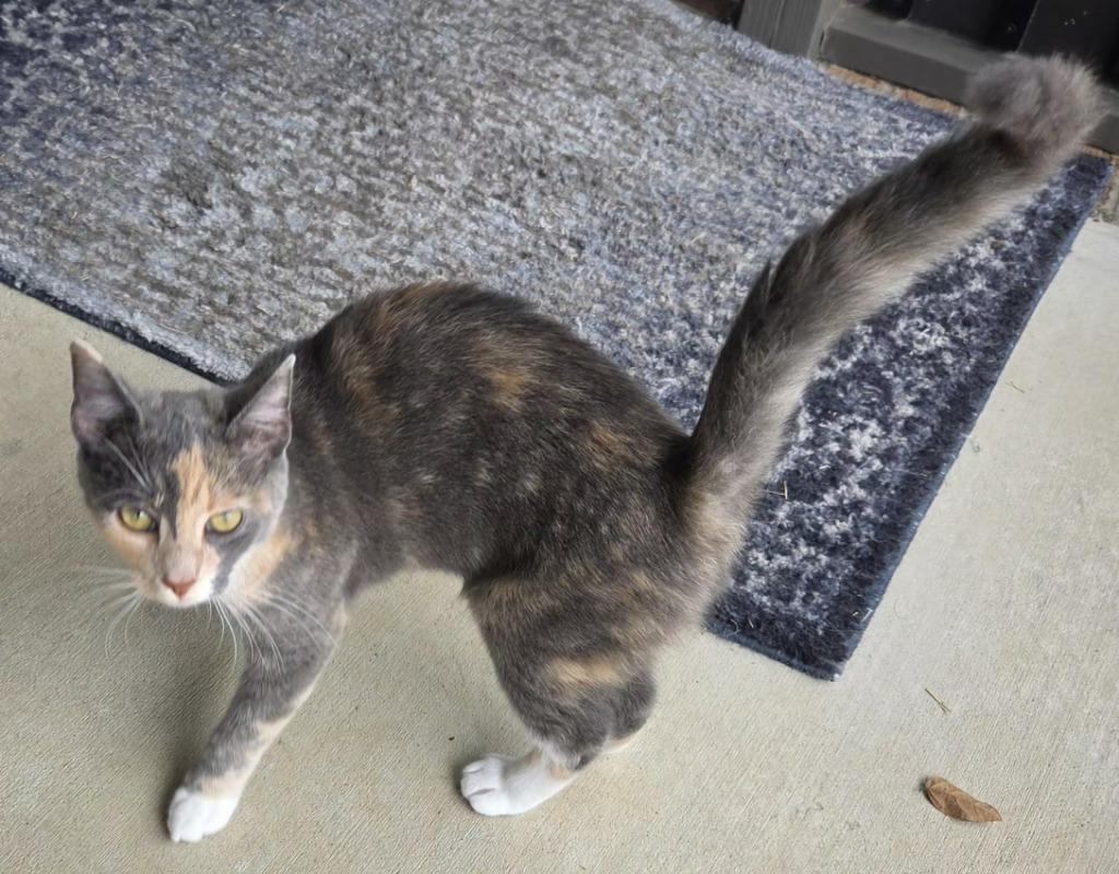 Enlarge Lyra26, a Adoptable mixed breed in Youngsville, NC image 4/4