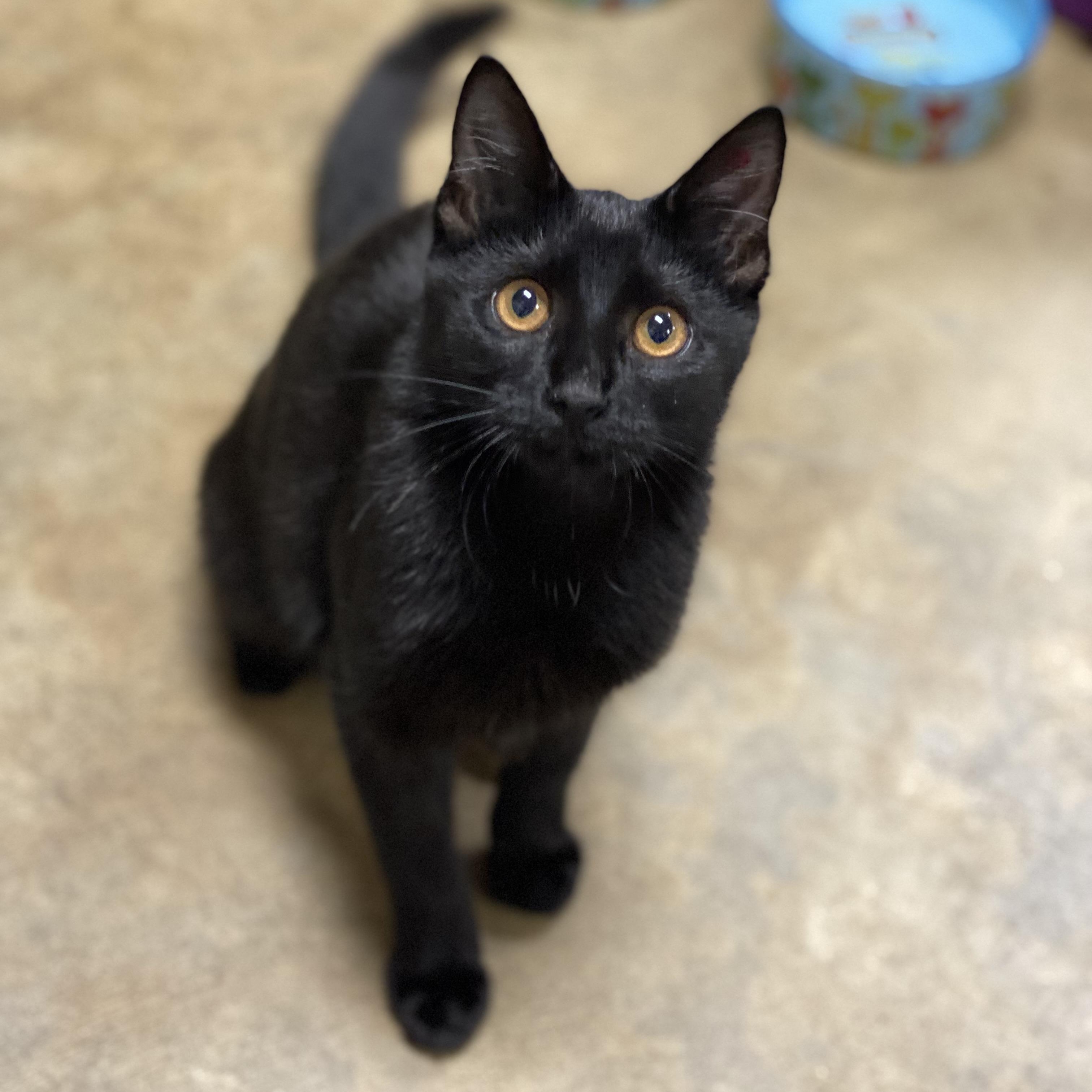 Enlarge Bianca, a Adoptable mixed breed in Collierville, TN image 4/5