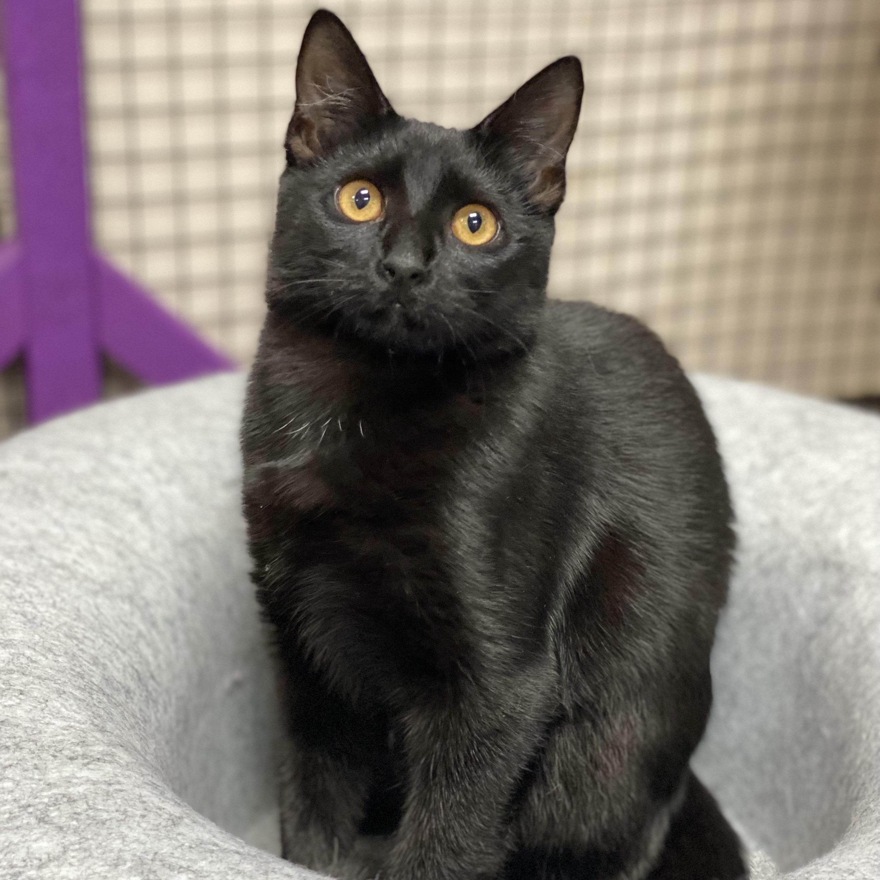 Enlarge Bianca, a Adoptable mixed breed in Collierville, TN image 5/5