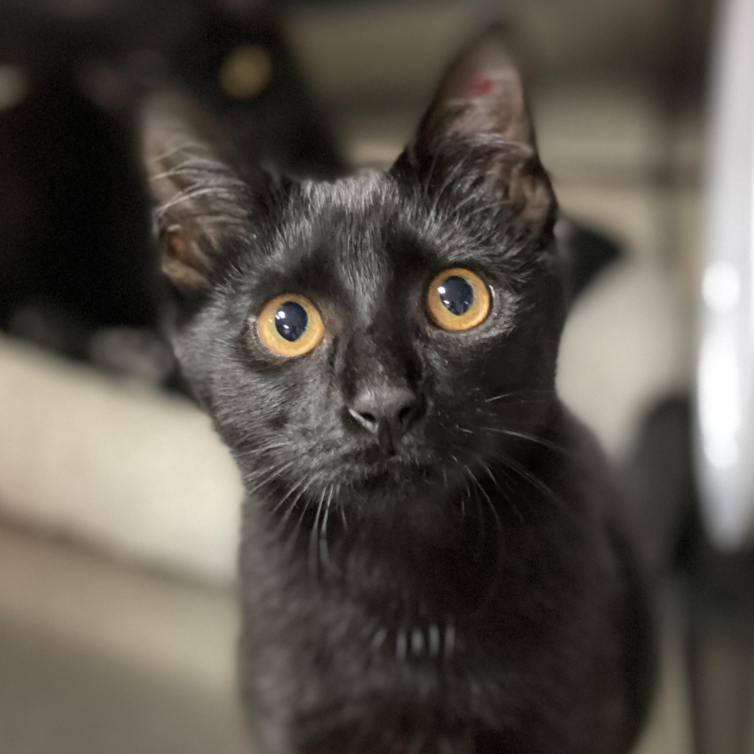 Enlarge Bianca, a Adoptable mixed breed in Collierville, TN image 3/5