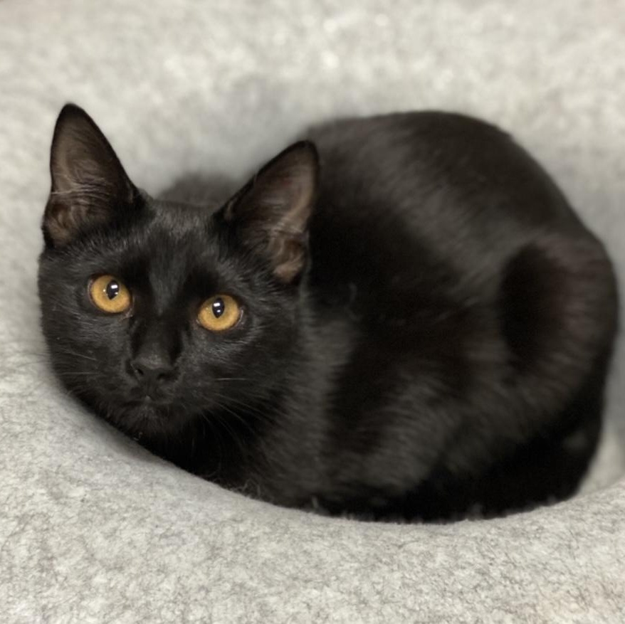 Bianca, Adoptable, Kitten Female Bombay & Domestic Short Hair.