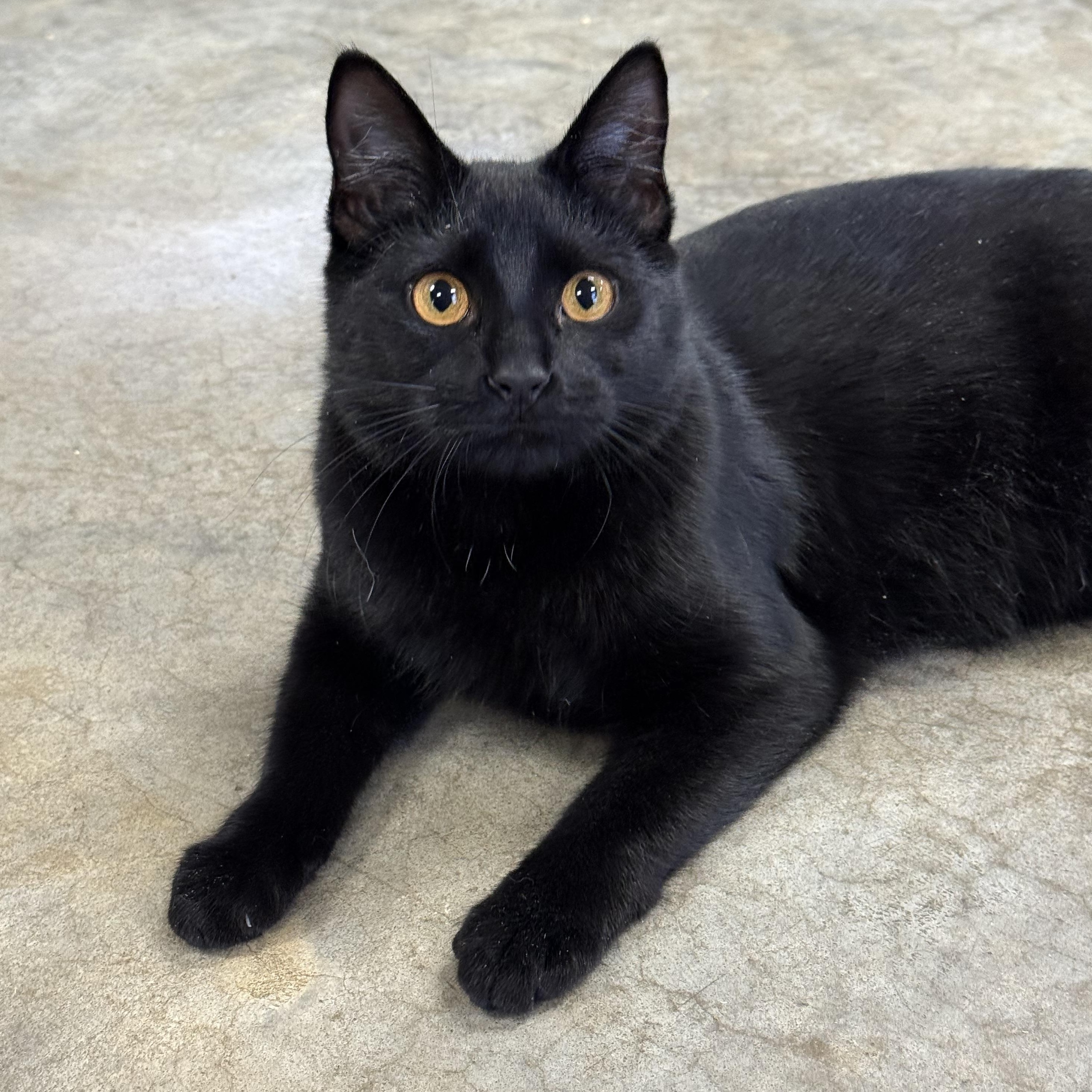 Bianca, a Adoptable mixed breed in Collierville, TN image 2/6