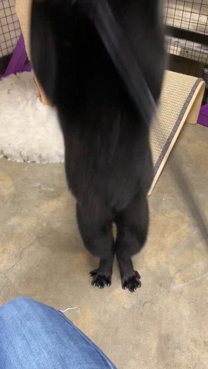 Enlarge Bianca, a Adoptable mixed breed in Collierville, TN video 2/5