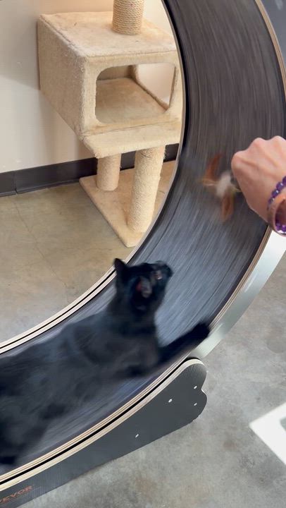 Enlarge Bianca, a Adoptable mixed breed in Collierville, TN video 6/6