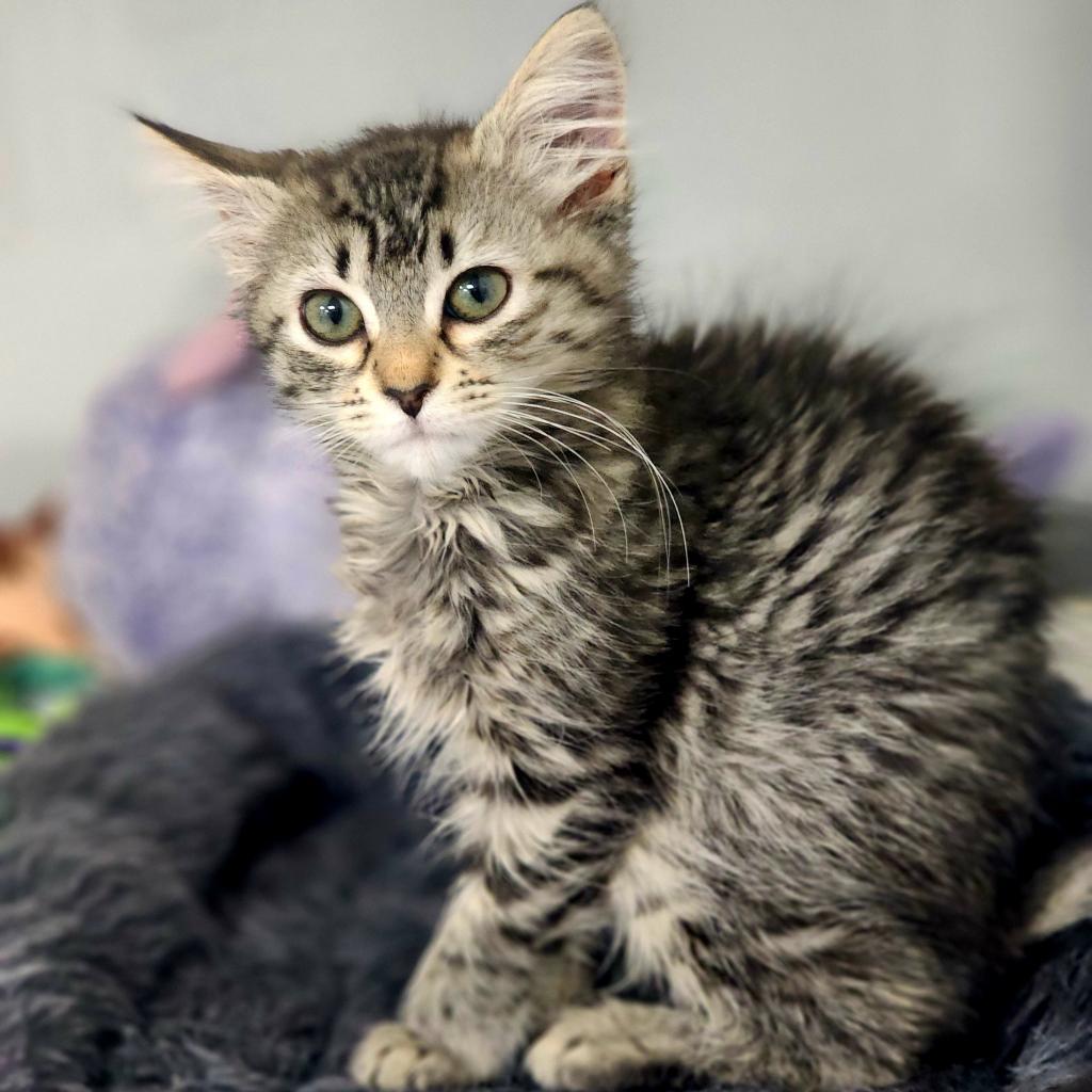 Enlarge Spirit, a Adoptable Domestic Medium Hair in Lexington, SC image 1/4
