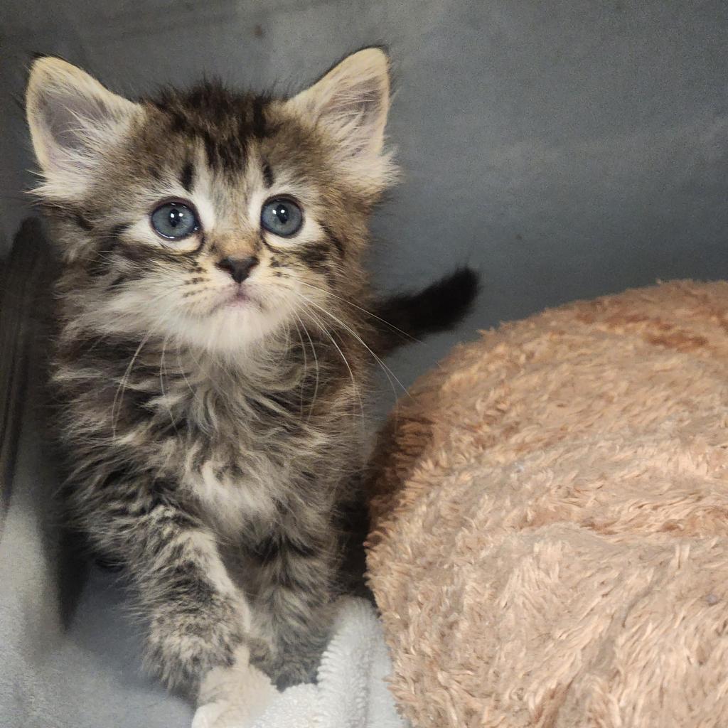 Enlarge Spirit, a Adoptable Domestic Medium Hair in Lexington, SC image 2/4