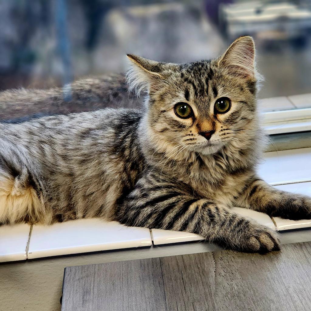 Enlarge Spirit, a Adoptable Domestic Medium Hair in Lexington, SC image 3/4