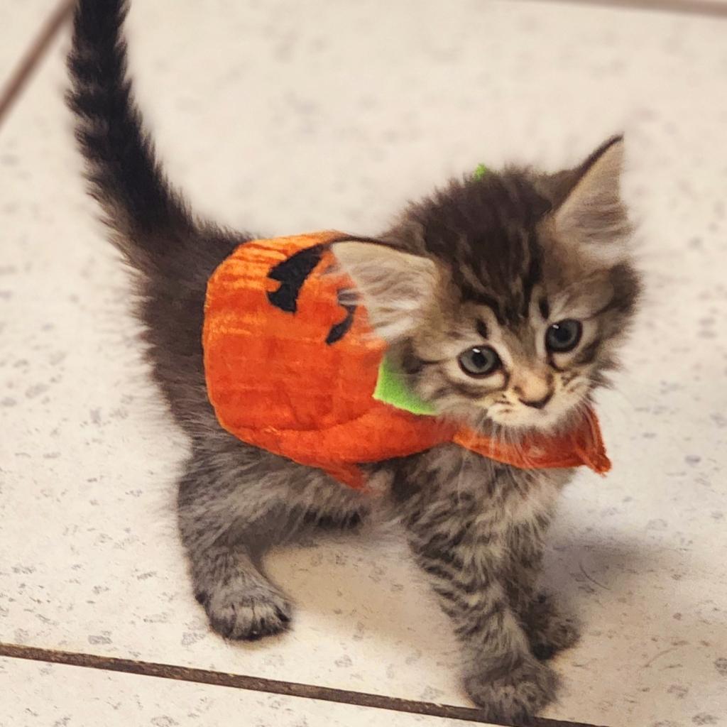 Enlarge Spirit, a Adoptable Domestic Medium Hair in Lexington, SC image 4/4