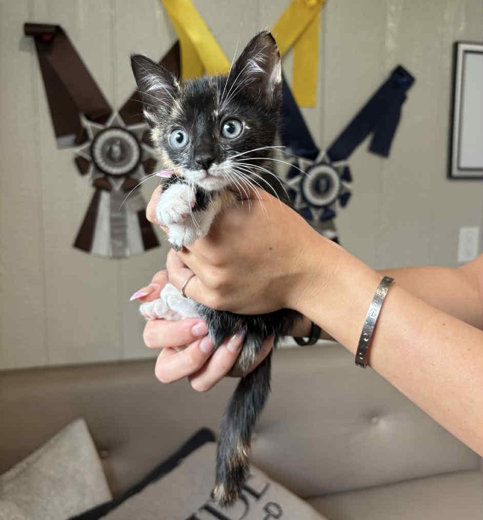 Della - In Foster