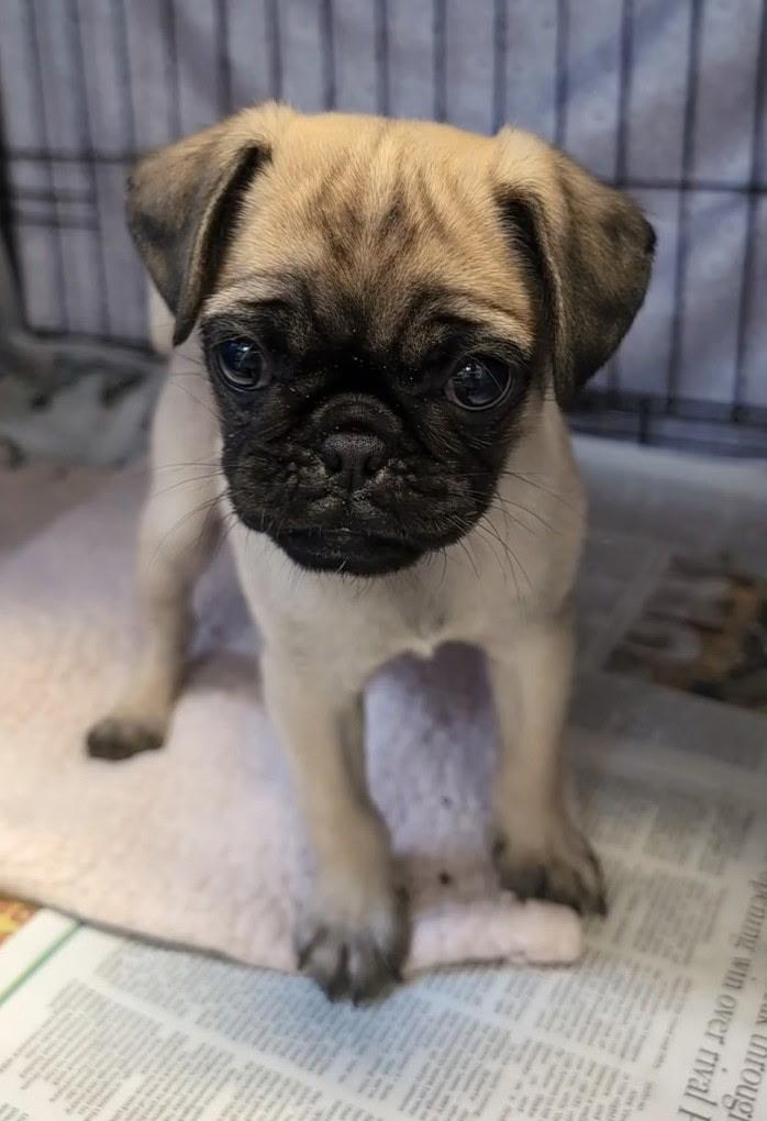 Lil Pickle, Adoptable, Puppy Female Pug.