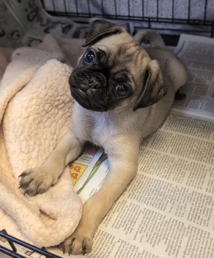 Lil Pickle, a Adoptable Pug in Los Angeles, CA image 2/4