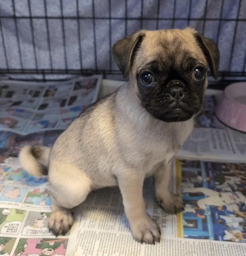 Lil Pickle, a Adoptable Pug in Los Angeles, CA image 3/4