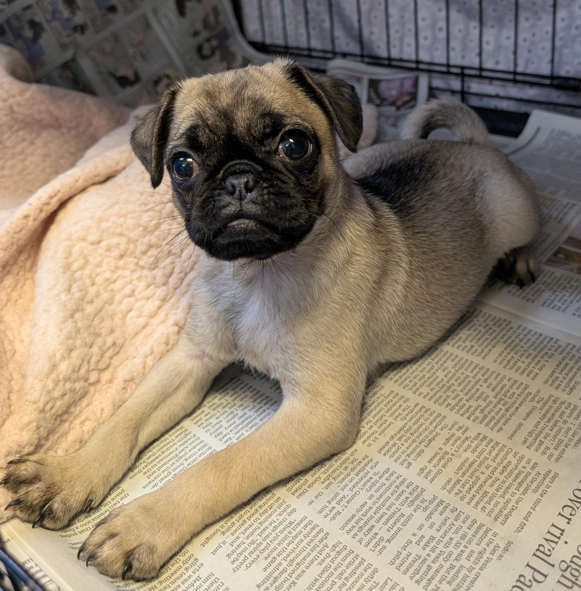 Lil Pickle, a Adoptable Pug in Los Angeles, CA image 4/4