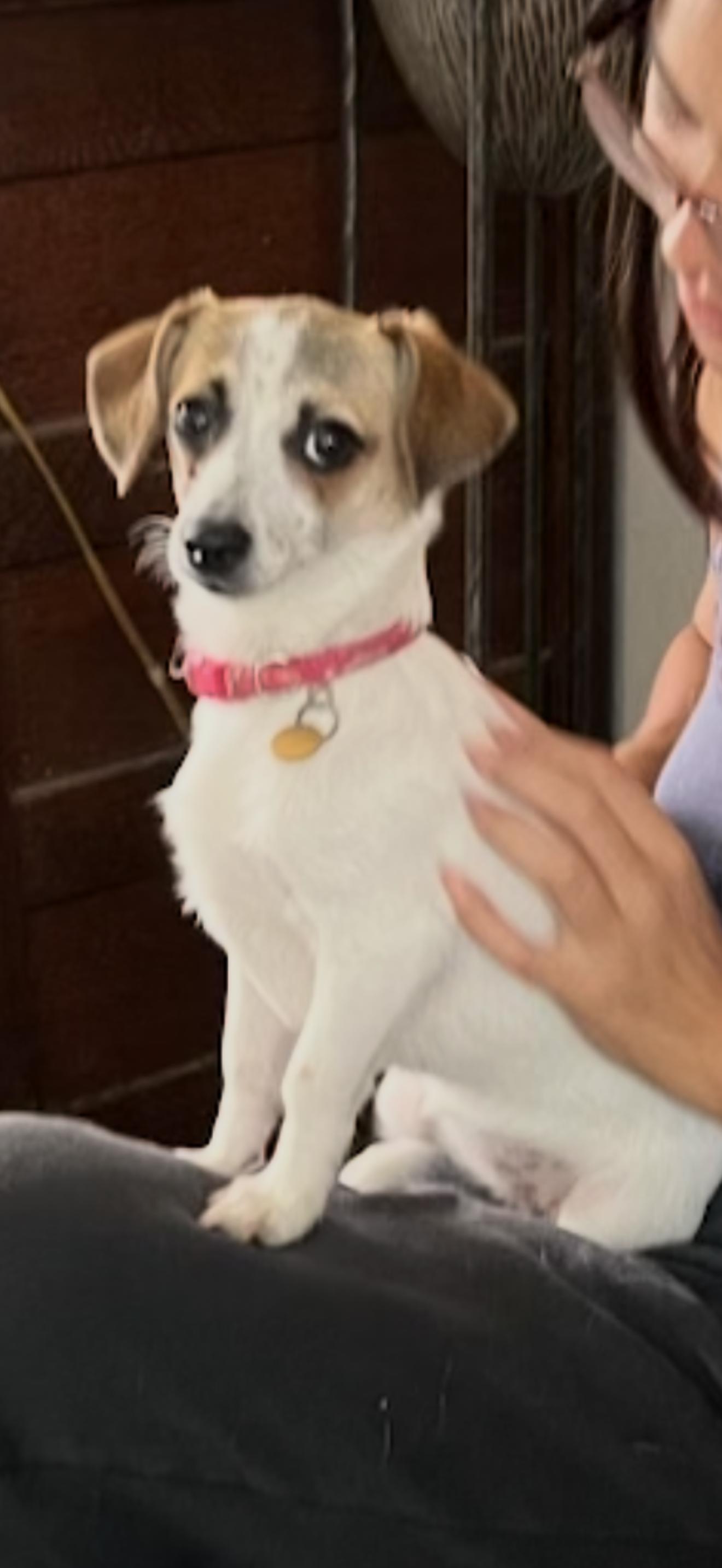 Enlarge Daisy Mae, a ADOPTABLE Jack Russell Terrier in Anaheim, CA image 2/3