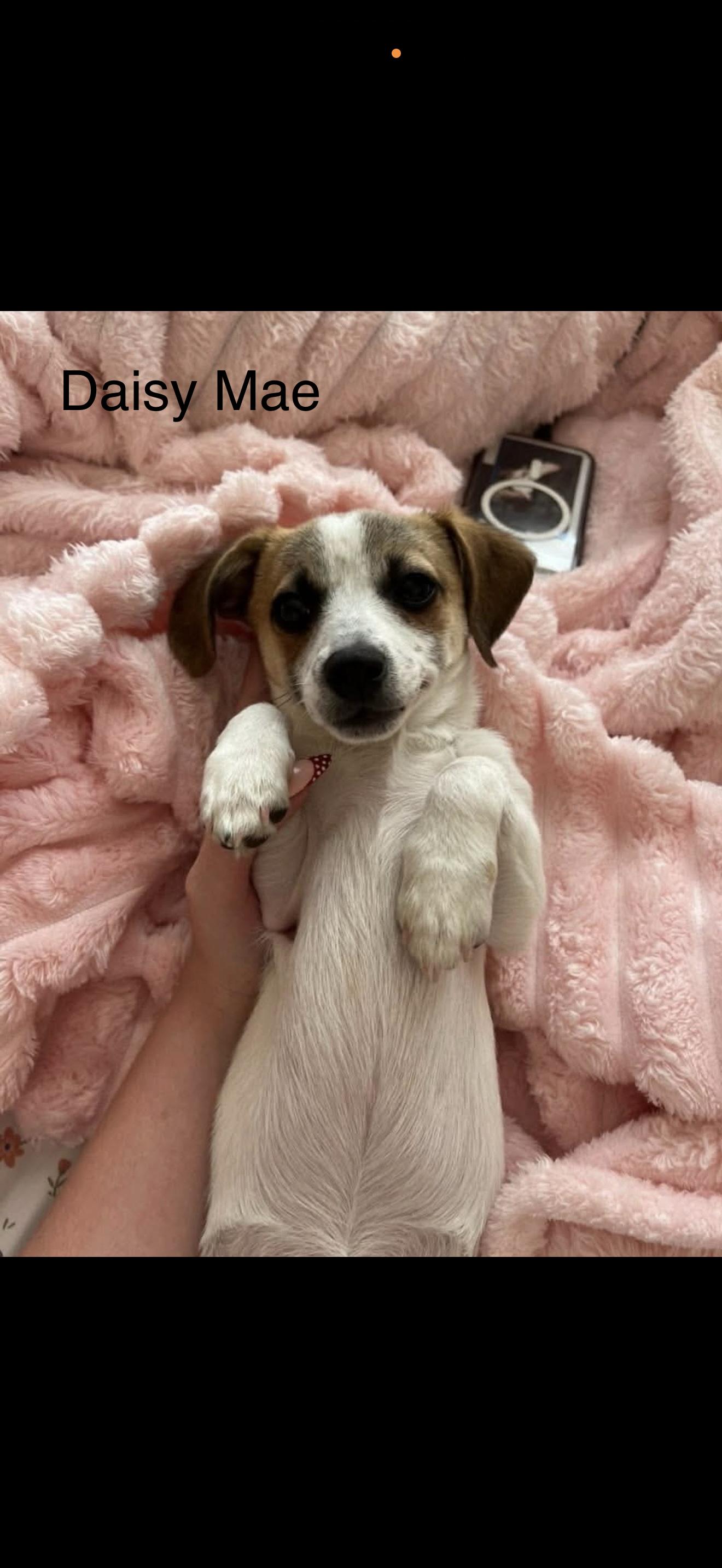 Enlarge Daisy Mae, a ADOPTABLE Jack Russell Terrier in Anaheim, CA image 3/3