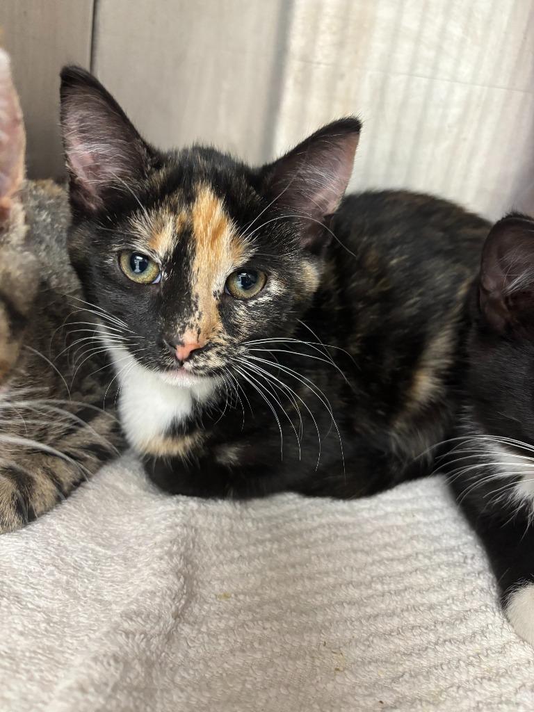 Pesto, adopted, Young Female Domestic Short Hair.