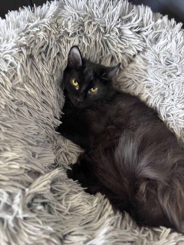 Ozzie, Adoptable, Kitten Female Domestic Medium Hair.