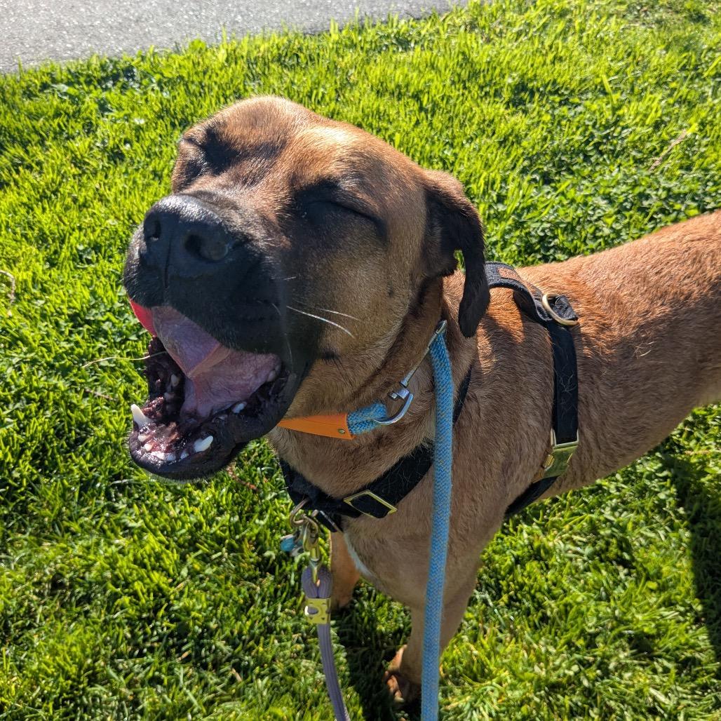 Missy, a Adoptable mixed breed in Los Gatos, CA image 6/6