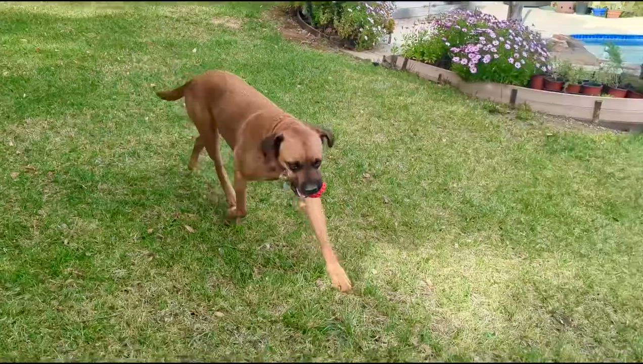 Enlarge Missy, a Adoptable mixed breed in Los Gatos, CA video 3/6