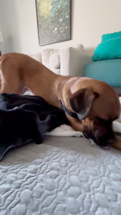 Enlarge Missy, a Adoptable mixed breed in Los Gatos, CA video 4/5