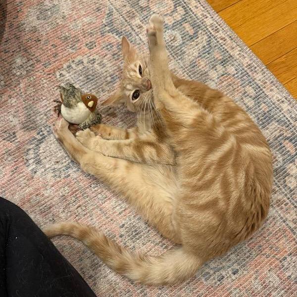 Enlarge Meowstro, a Adoptable Domestic Short Hair in Westhampton, NY image 2/6