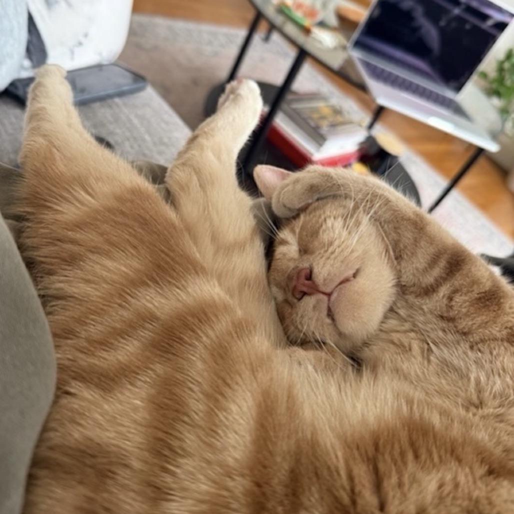 Enlarge Meowstro, a Adoptable Domestic Short Hair in Westhampton, NY image 3/6