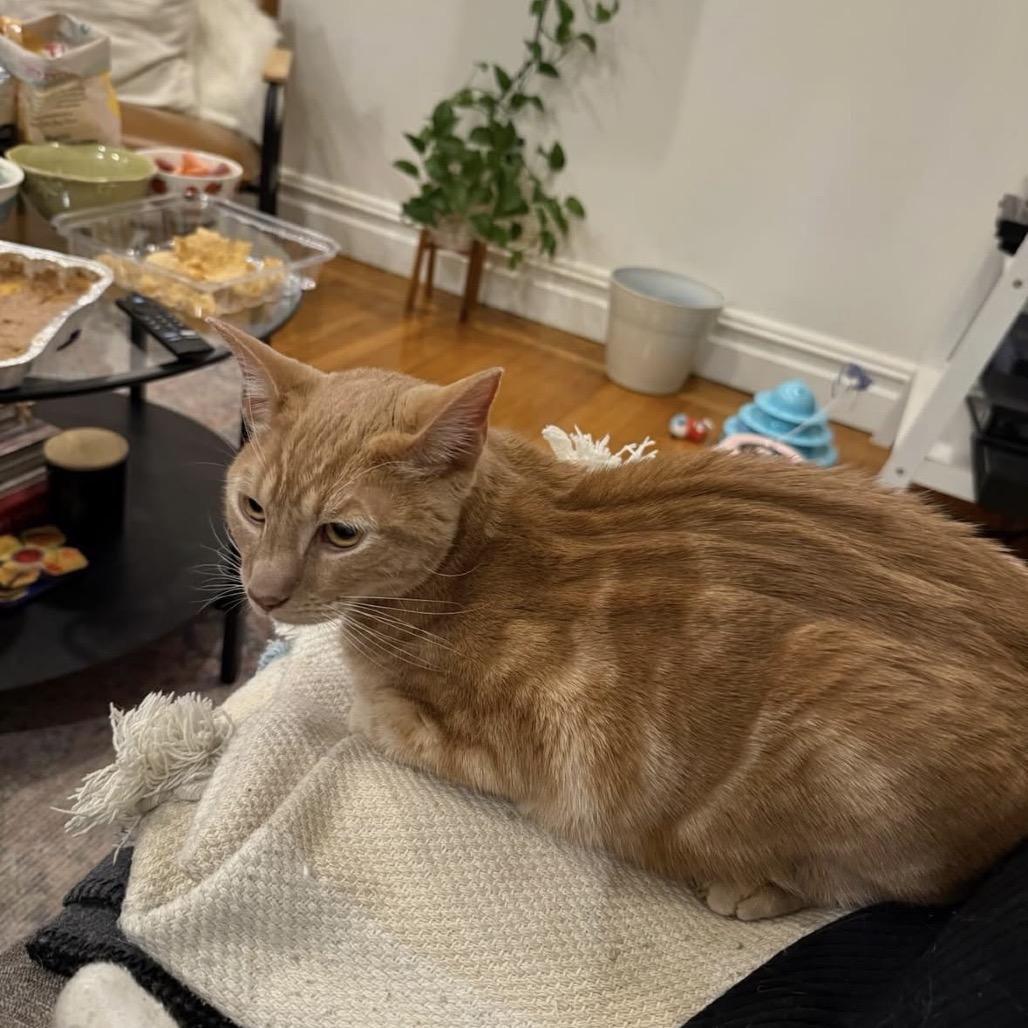 Enlarge Meowstro, a Adoptable Domestic Short Hair in Westhampton, NY image 4/6