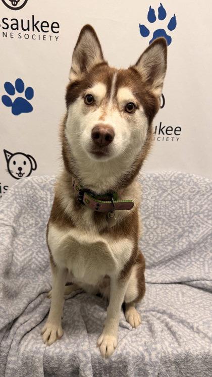Sadie (7207), Adoptable, Adult Female Husky.