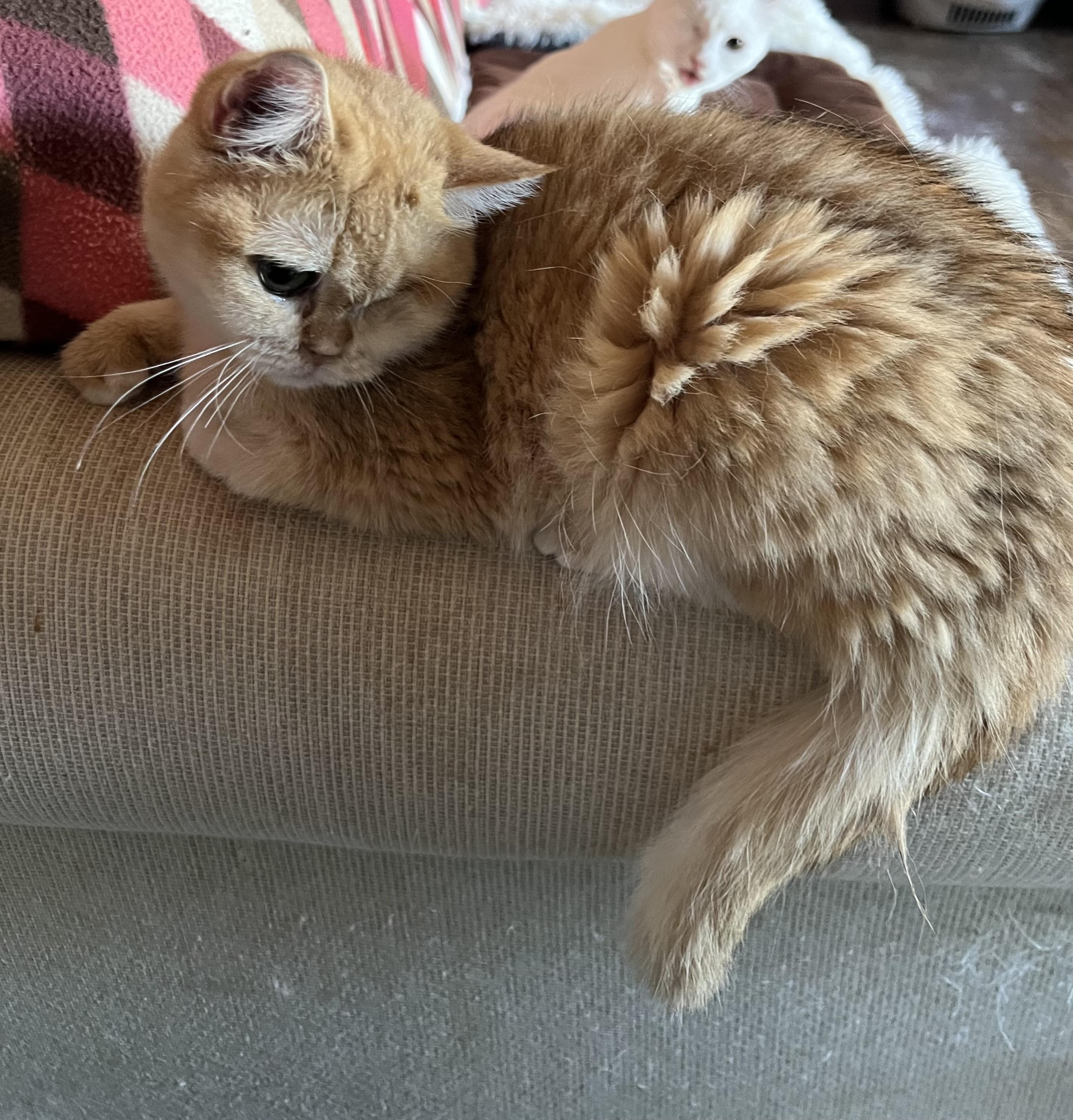 Enlarge Sunshine, a ADOPTABLE British Shorthair in Federalsburg, MD image 2/4