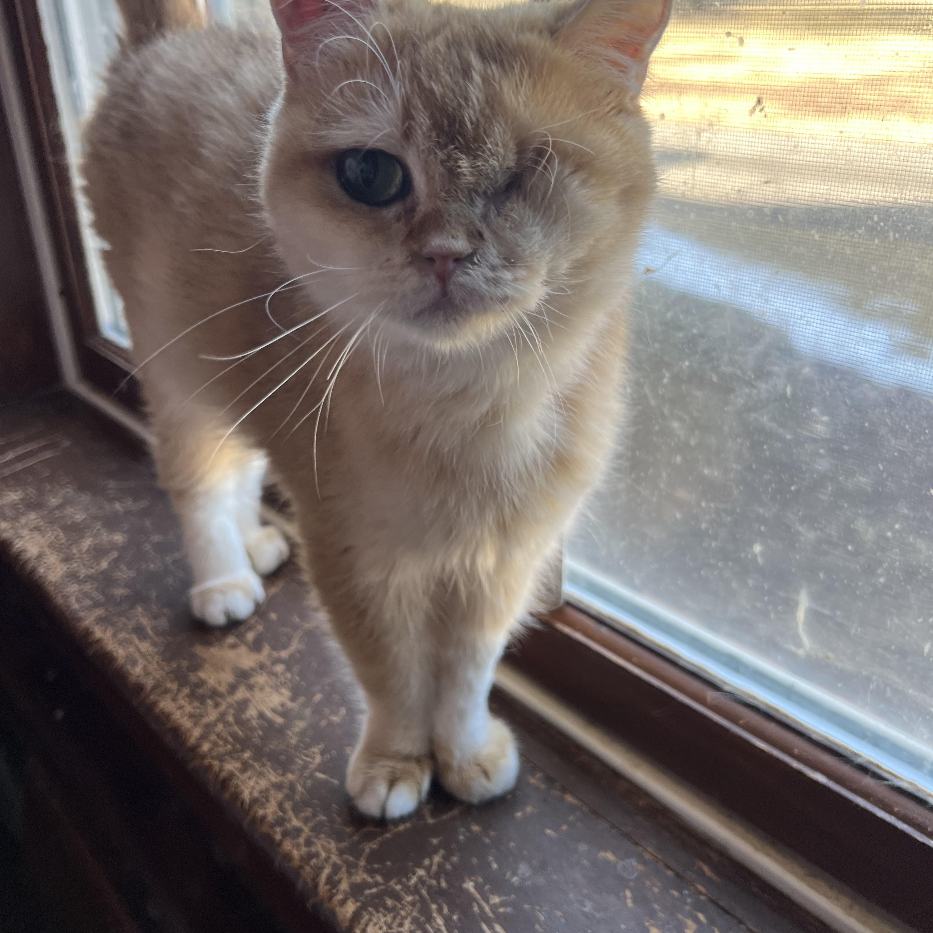 Enlarge Sunshine, a ADOPTABLE British Shorthair in Federalsburg, MD image 4/4